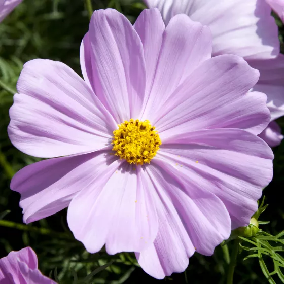 Apollo™ Pink