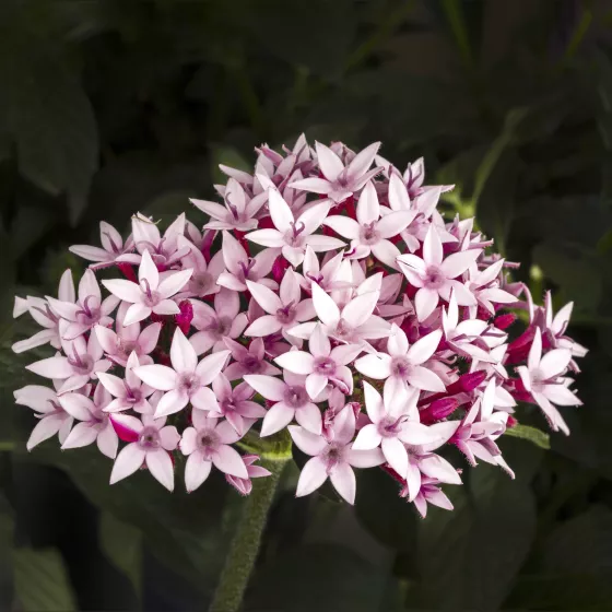 Starcluster™ Appleblossom