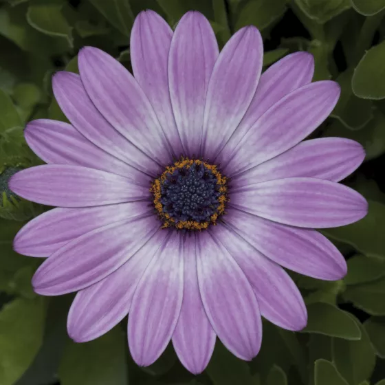 Asti™ Purple Bicolor
