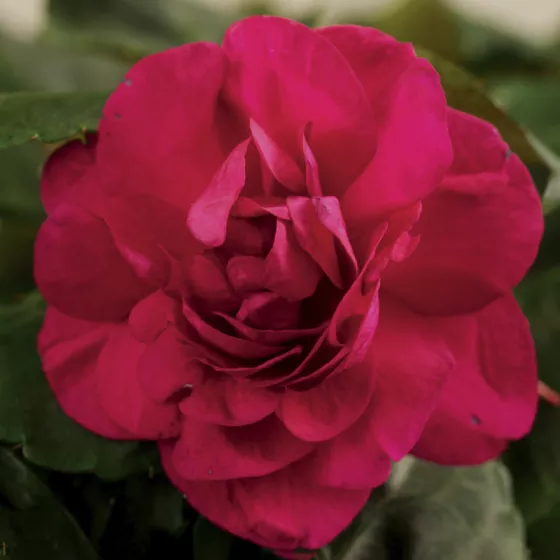 Silhouette® Purple