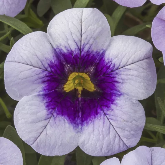 Cabrio™ Eclipse Lilac