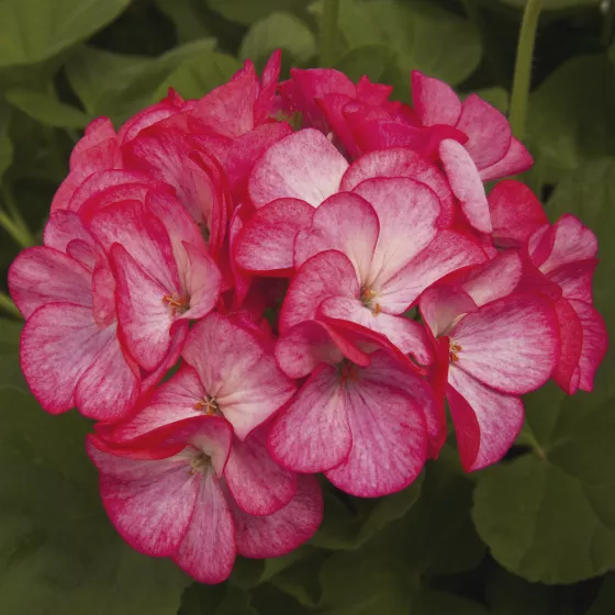 Pinto™ Premium Rose Bicolor