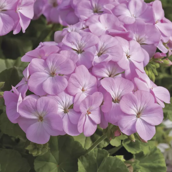 Multibloom™ Lavender