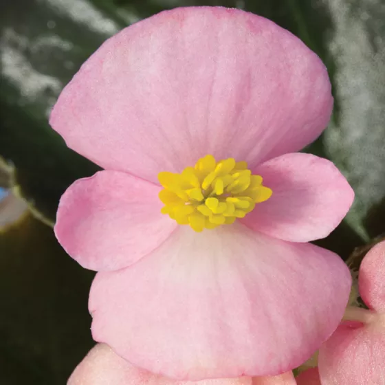 Eureka™ Bronze Leaf Pink