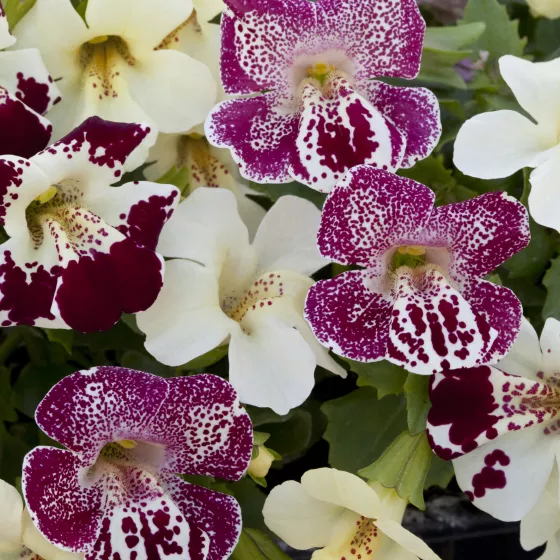 Magic™ Spring Blossom Mix