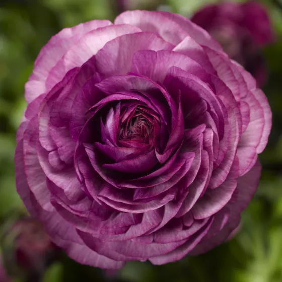 Magic™ Purple