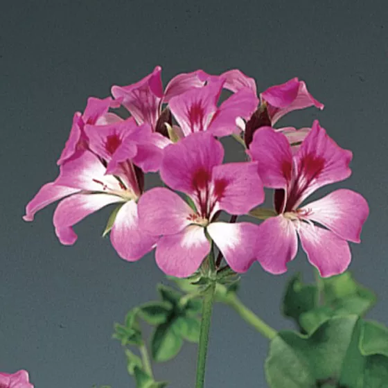 Tornado™ Bicolor Duet