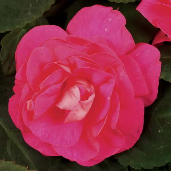 Silhouette® Rose