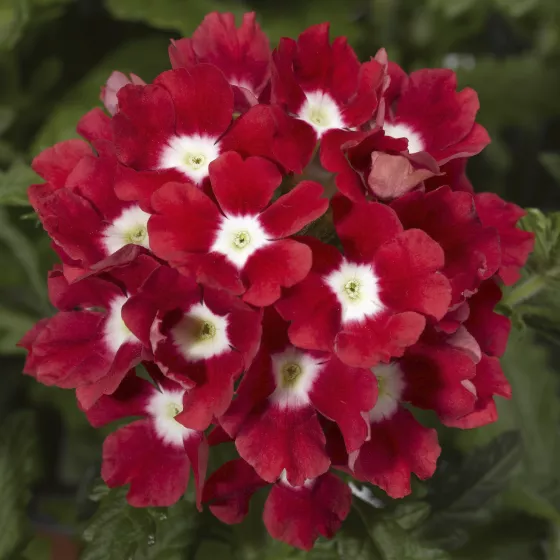 Tuscany® Scarlet with Eye