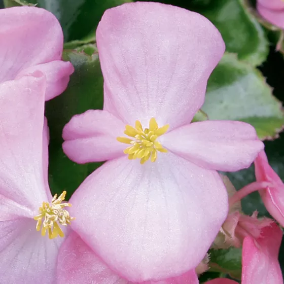 Eureka™ Green Leaf Pink