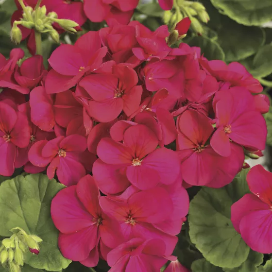 Multibloom™ Violet
