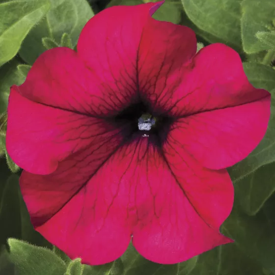 Sanguna® Burgundy