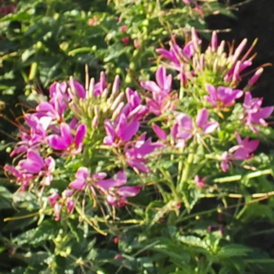 Sparkler™ 2.0 Rose