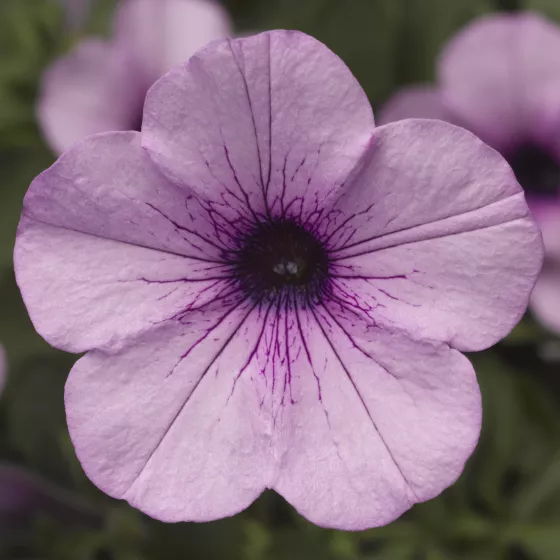 Dekko™ Lavender Eye