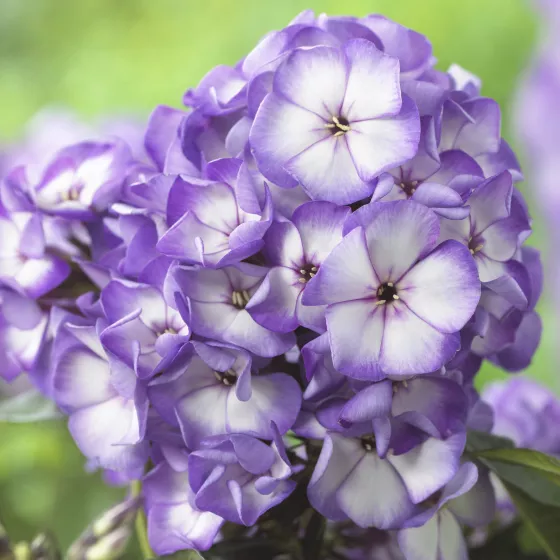Sweet Summer™ Fantasy™ Purple Bicolor