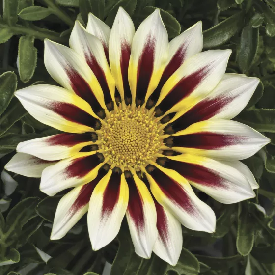 Frosty Kiss™ White Flame