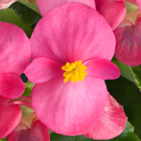Eureka™ Green Leaf Rose