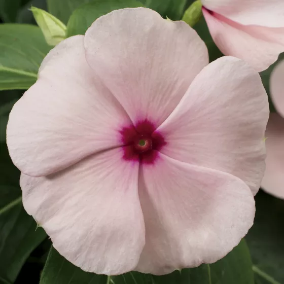 SunStorm® Apricot
