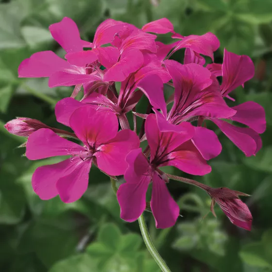 Tornado™ Fuchsia
