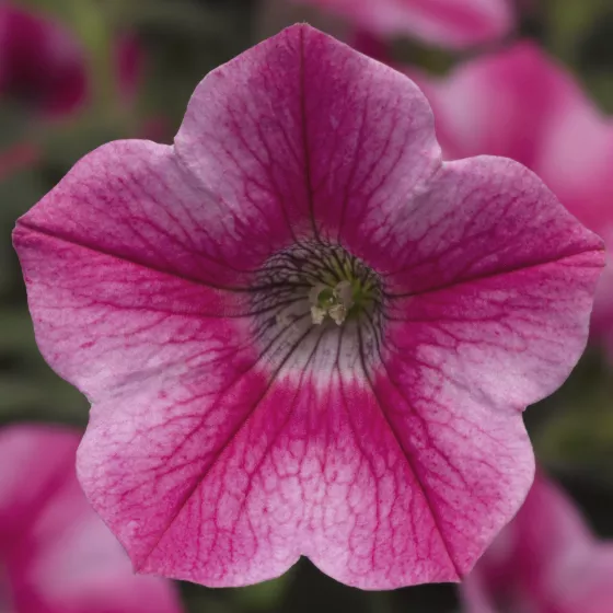 Dekko™ Star Rose