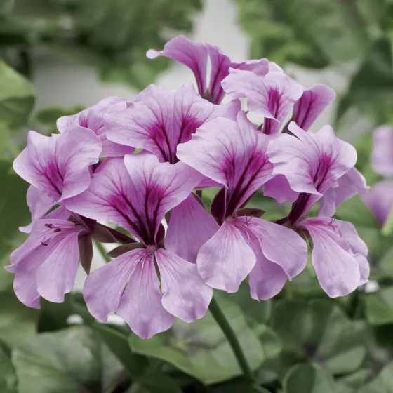 Tornado™ Lilac