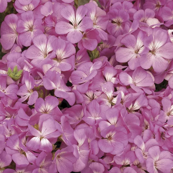Multibloom™ Pink