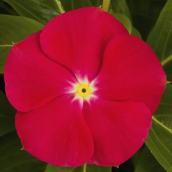 SunStorm® Bright Red