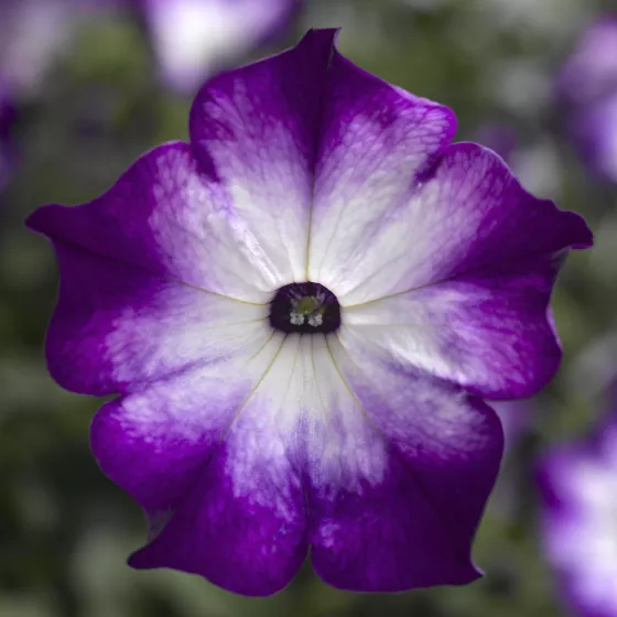 Sanguna® Radiant Blue