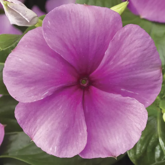 SunStorm® Deep Lilac
