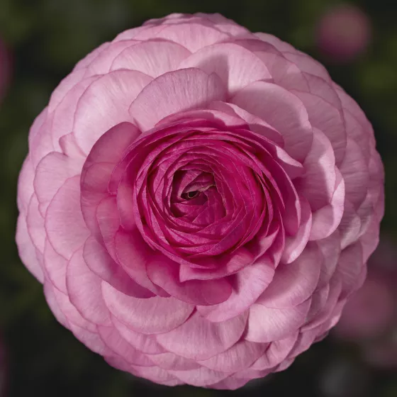Maché™ Pink