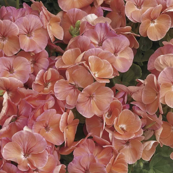Multibloom™ Salmon