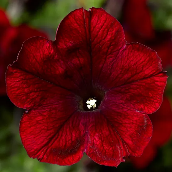 Sanguna® Merlot
