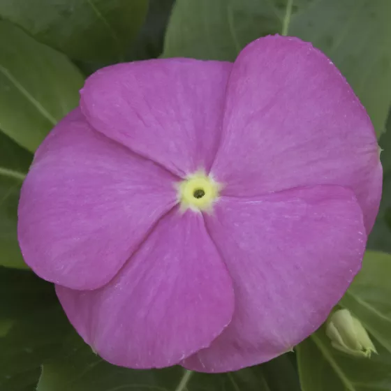 SunStorm® Deep Pink