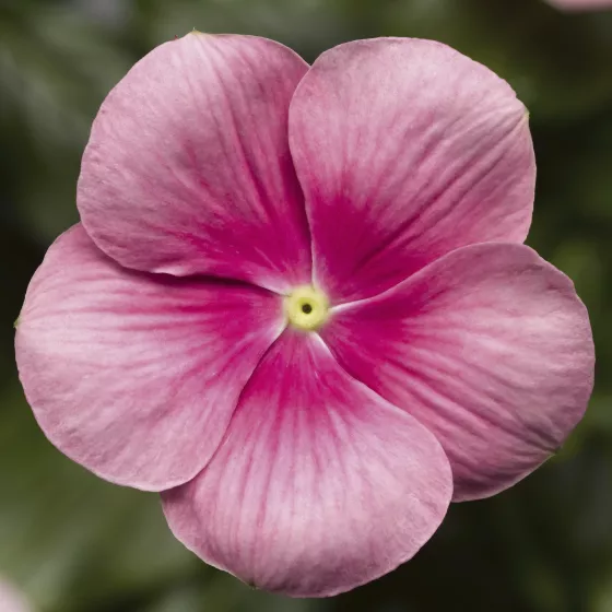 Cora® Cascade XDR Shell Pink