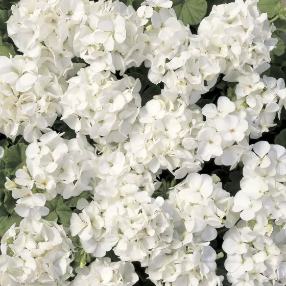 Multibloom™ White