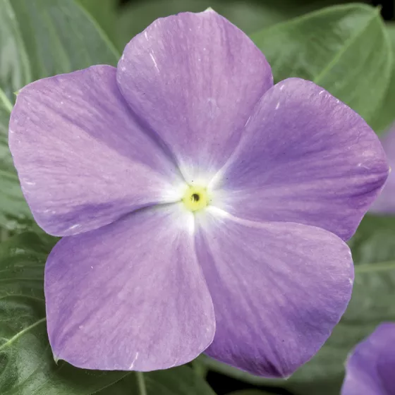 SunStorm® Light Blue