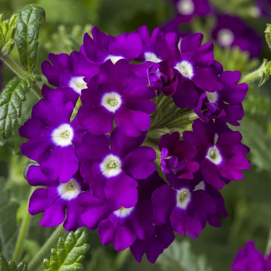 Obsession™ Cascade Purple Shades with Eye