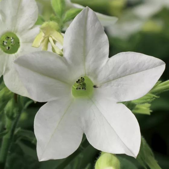 Saratoga™ White