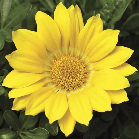 Gazoo™ Clear Yellow