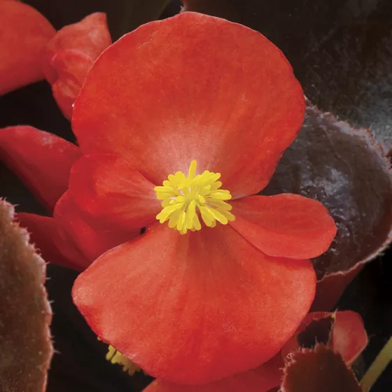 Eureka™ Bronze Leaf Scarlet
