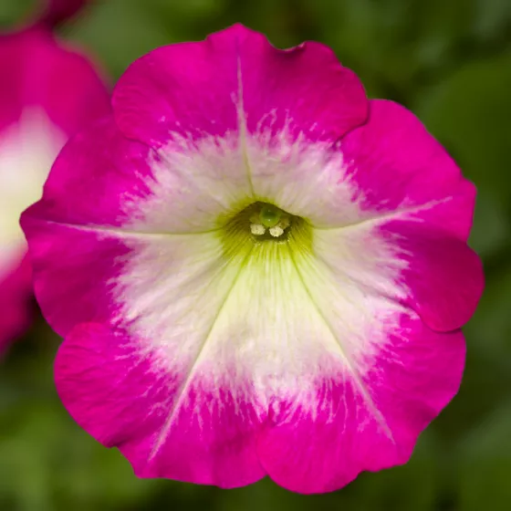 FotoFinish® Rose Morn