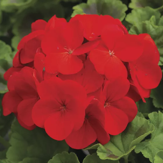 Pinto™ Premium Deep Red