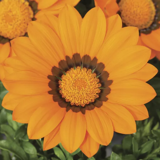 Gazoo™ Orange with Ring