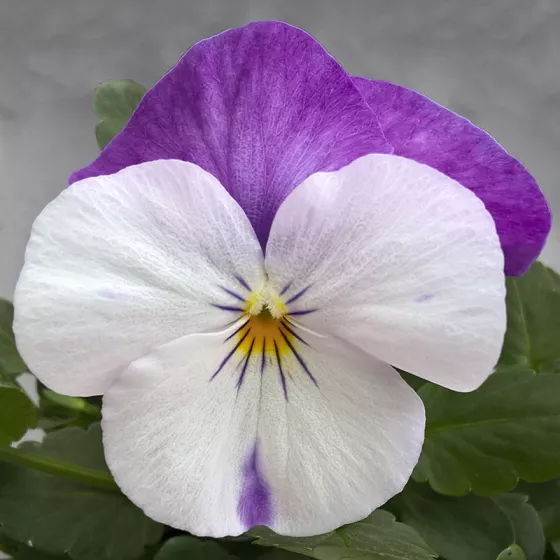 Freefall™ White Rose Wing
