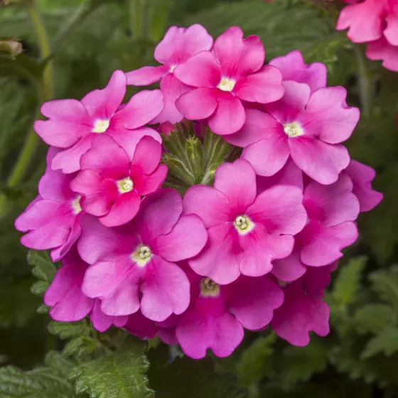 Obsession™ Cascade Pink Shades