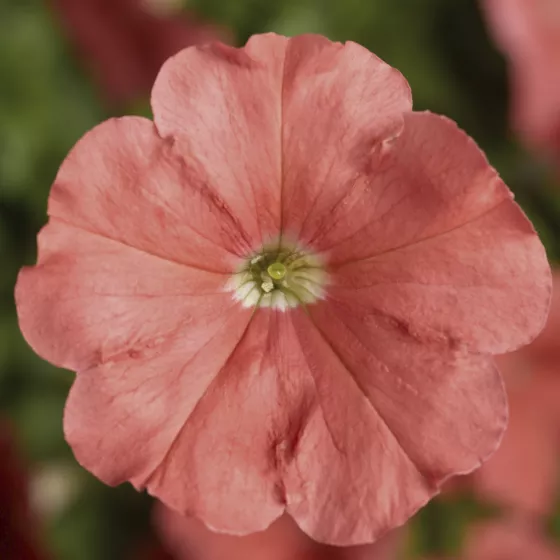 Damask™ Salmon