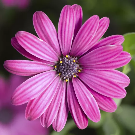Tradewinds® Deep Purple