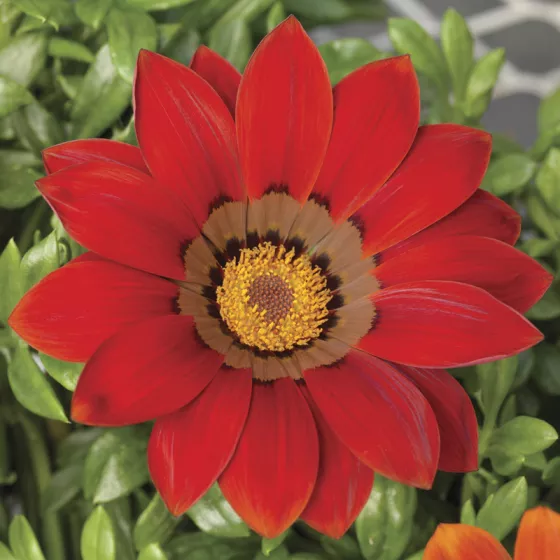 Gazoo™ Red with Ring