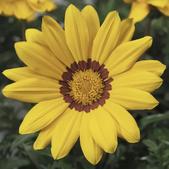 Gazoo™ Yellow with Ring