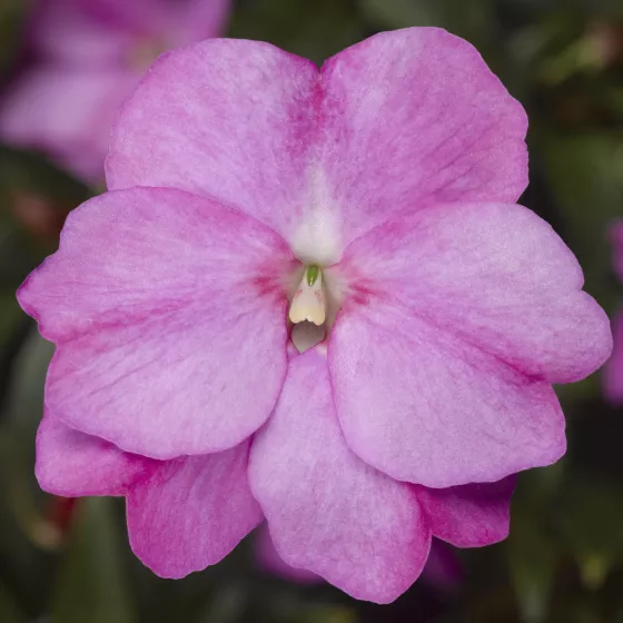 Florific® Lavender